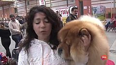 Núria se dedica a la crianza de perros de pura raza y concursa con ellos a nivel internacional