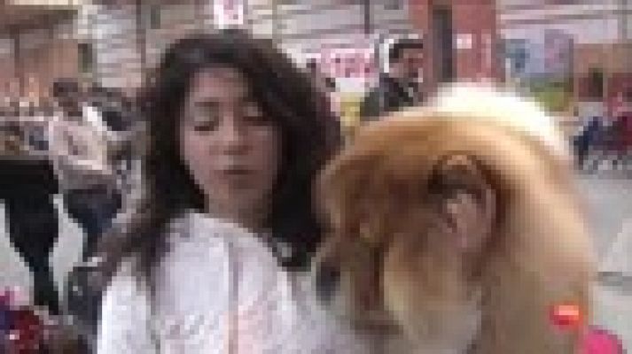 Núria se dedica a la crianza de perros de pura raza y concursa con ellos a nivel internacional