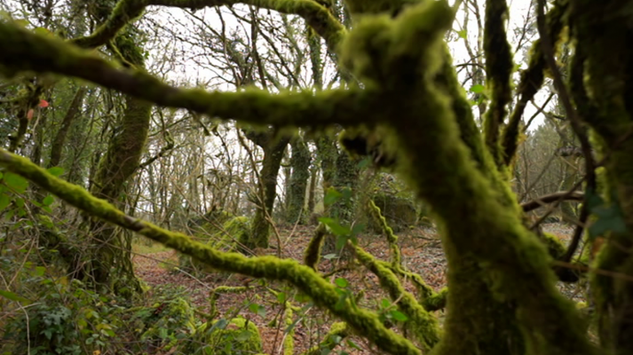 Bosques para el futuro