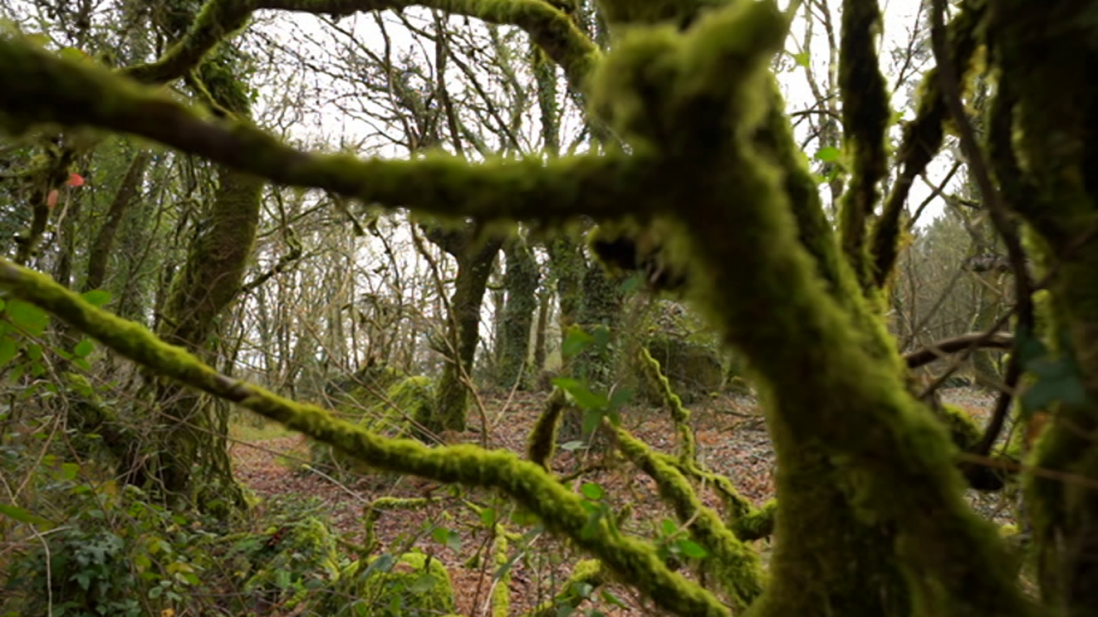 El escarabajo verde - Bosques para el futuro - ver ahora
