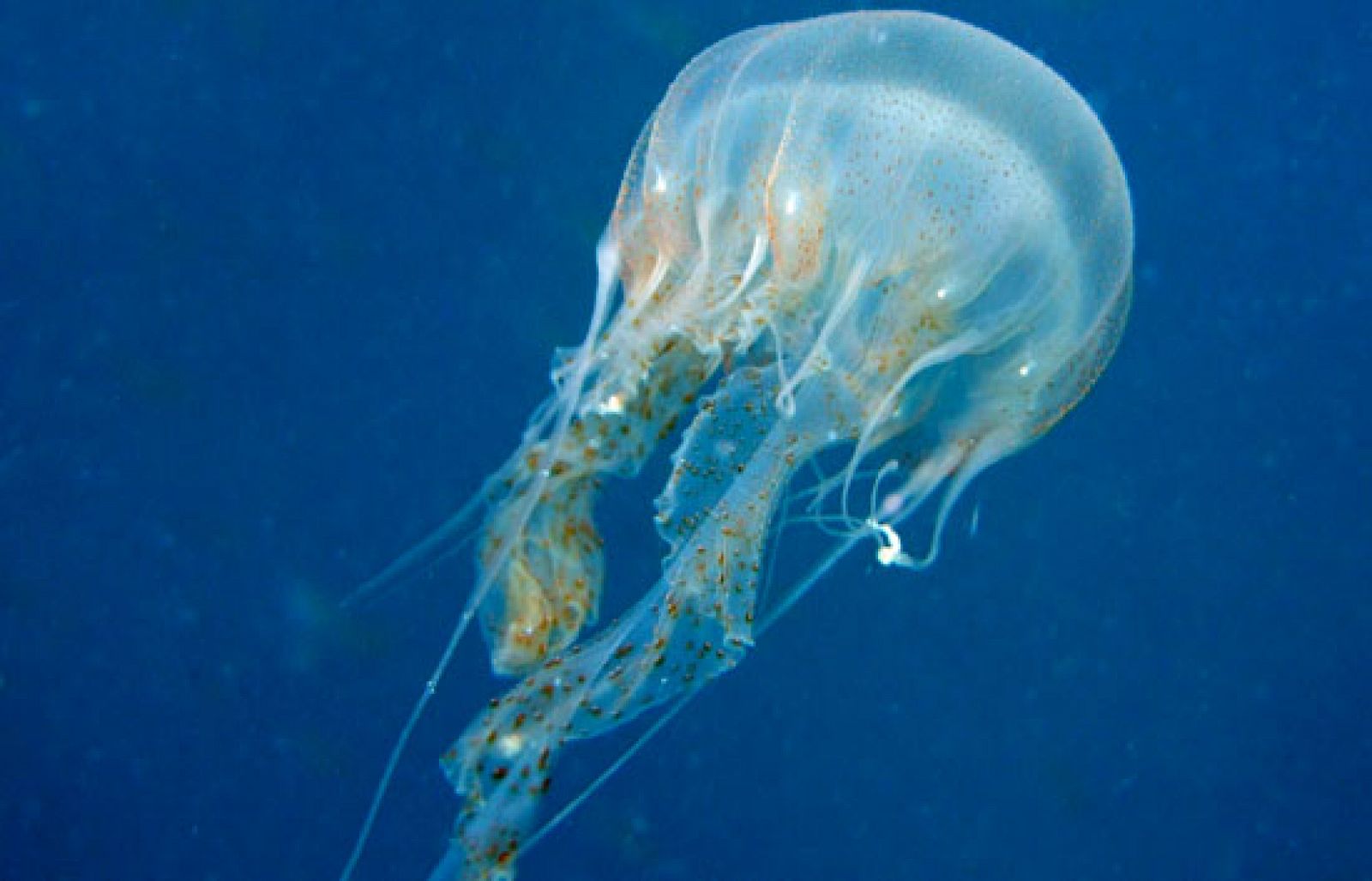 Se empiezan a tomar medidas para evitar en verano las molestas picaduras de las medusas