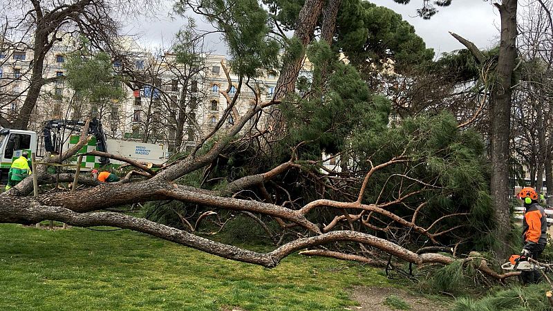 Un niño de 4 años muere al caerle encima un árbol en el parque de El Retiro