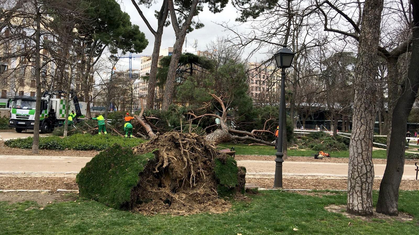Muere un niño de 4 años tras caerle un árbol en el parque de El Retiro en Madrid