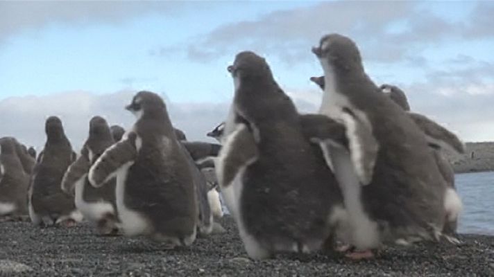 Teleplaneta - Teleplaneta - 26/03/2018