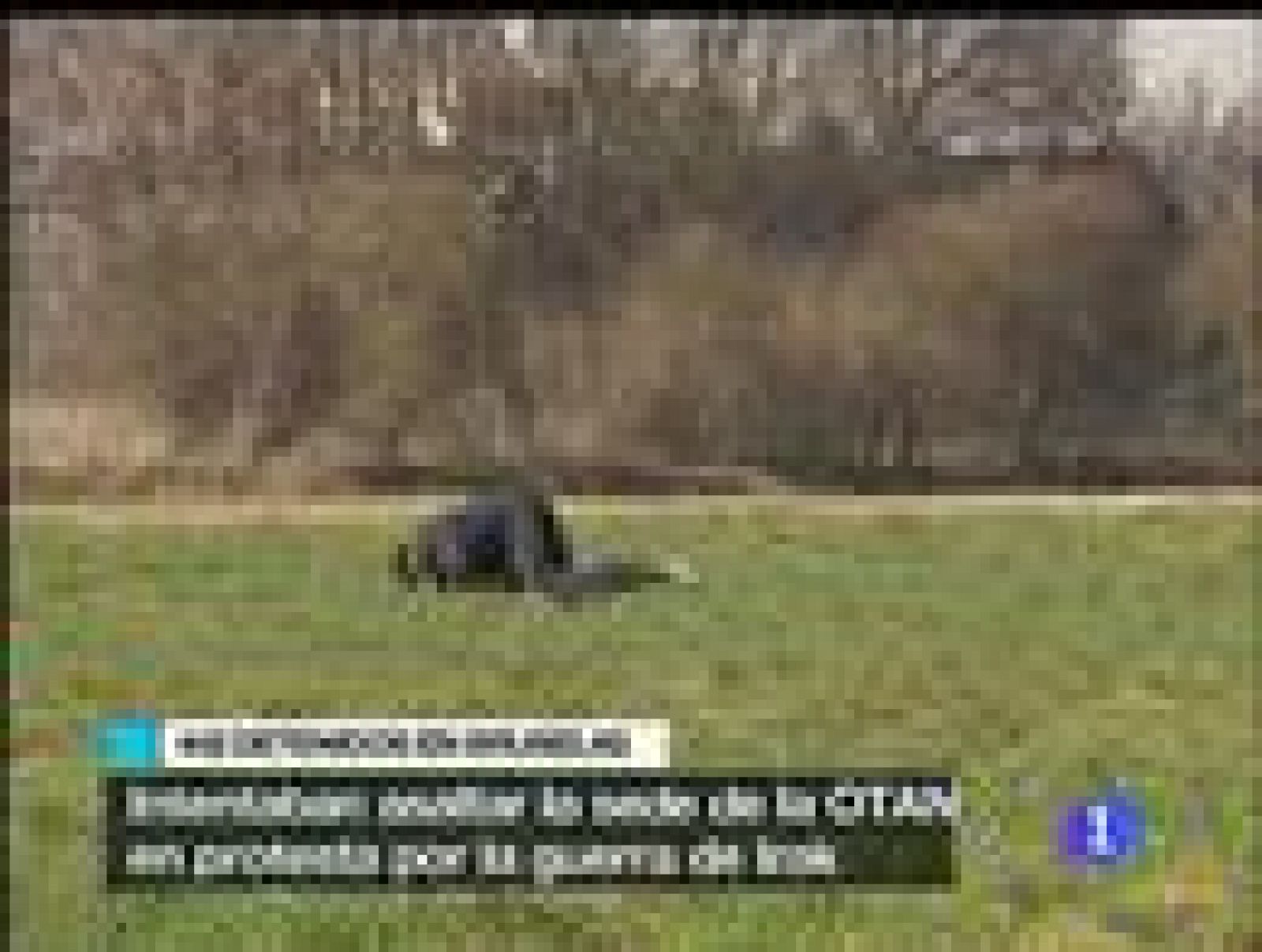 La policía belga ha arrestado a 442 personas que han tratado de penetrar en la sede de la OTAN en las afueras de Bruselas.