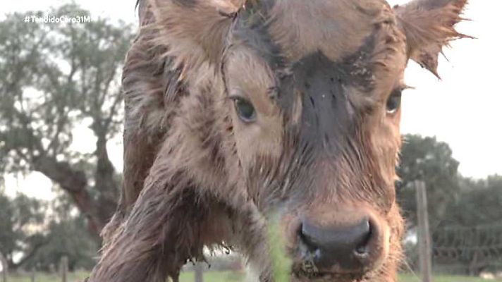 Tendido cero - Tendido Cero - 31/03/18