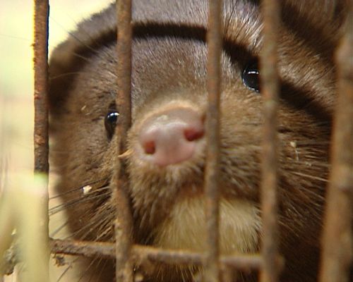 El escarabajo verde - Piel contra piel -  Parte 1