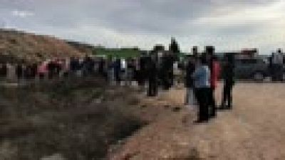 Decenas de personas observan los elefantes liberados tras el accidente de un camin en Albacete