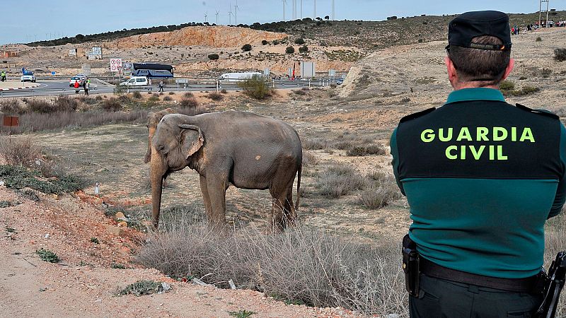 Decenas de personas observan los elefantes liberados tras el accidente de un camión en Albacete