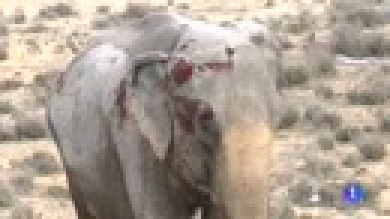 Un camin con elefantes se sale de la A-30 en Albacete y obliga a cortar el trfico varias horas