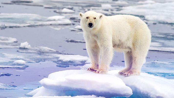 Grandes documentales - Tecnología animal: Osos
