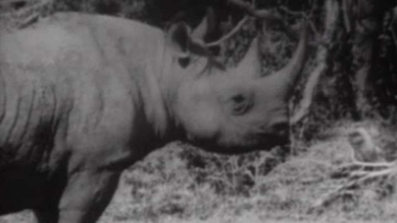 El planeta azul - Los mam�feros