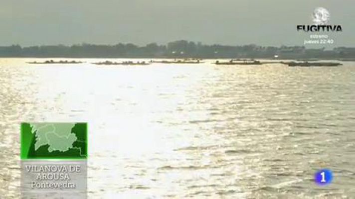 Aquí la Tierra - Cocinamos con grelos