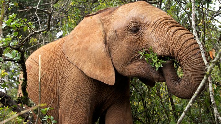 Otros documentales - Esta vida salvaje, capítulo 3