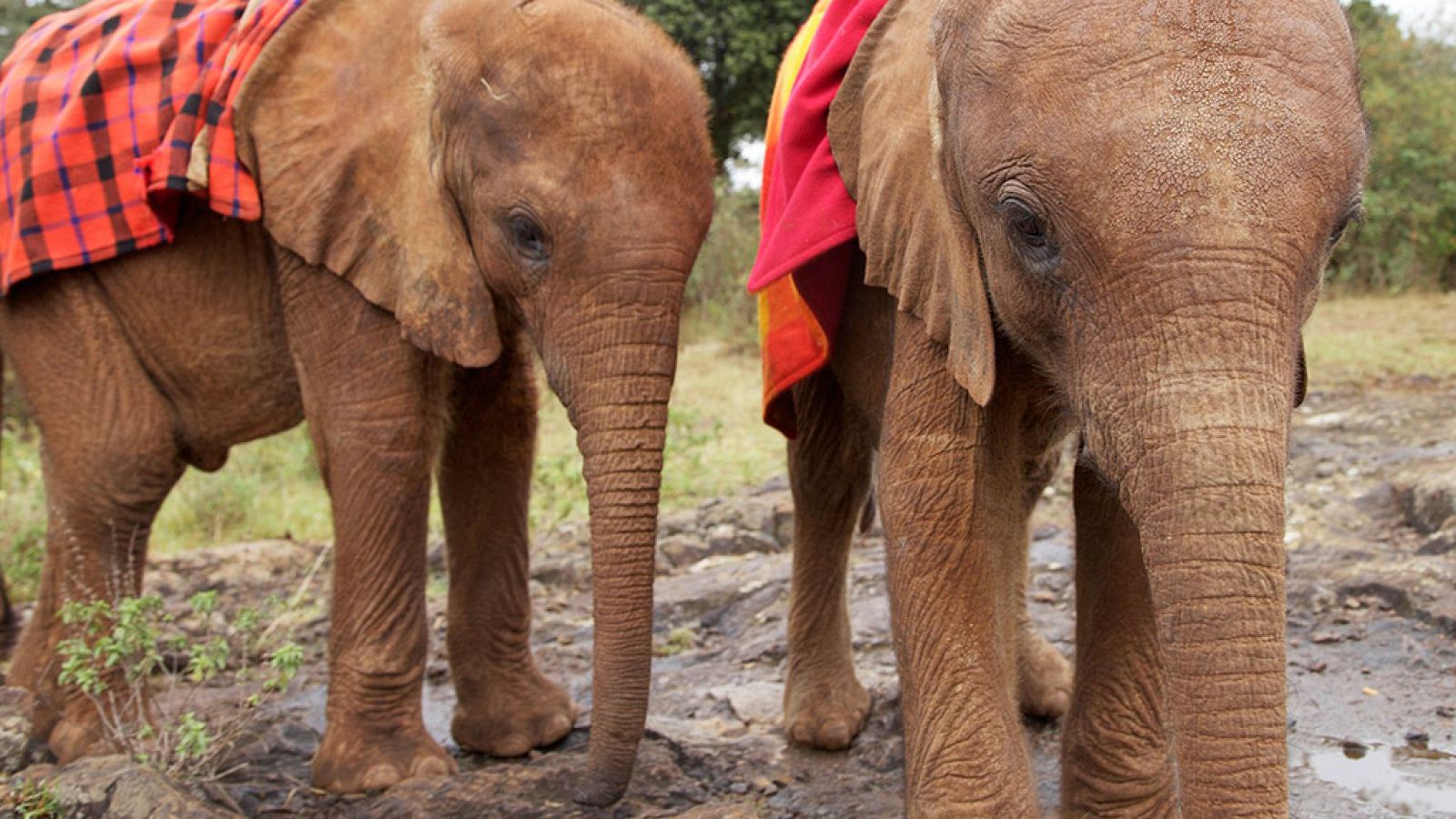 Otros documentales - Esta vida salvaje, capítulo 4 - ver ahora
