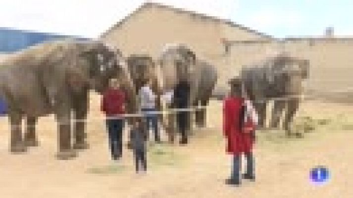 Telediario 1 - Organizaciones animalistas cuestionan las condiciones de transporte de los elefantes heridos en un accidente en la A-30