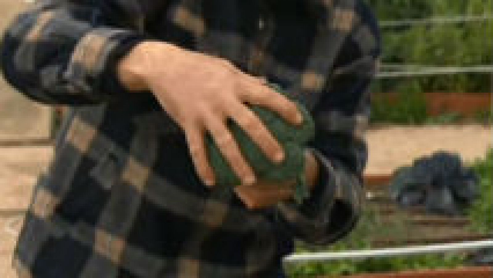 ¡Brócoli en la huerta!