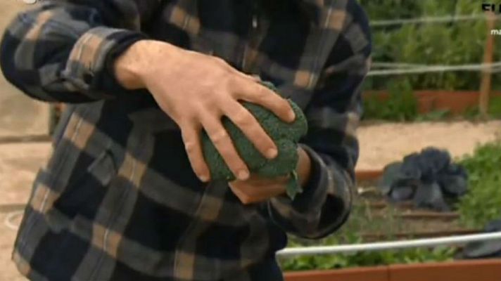 Aquí la Tierra - ¡Brócoli en la huerta!