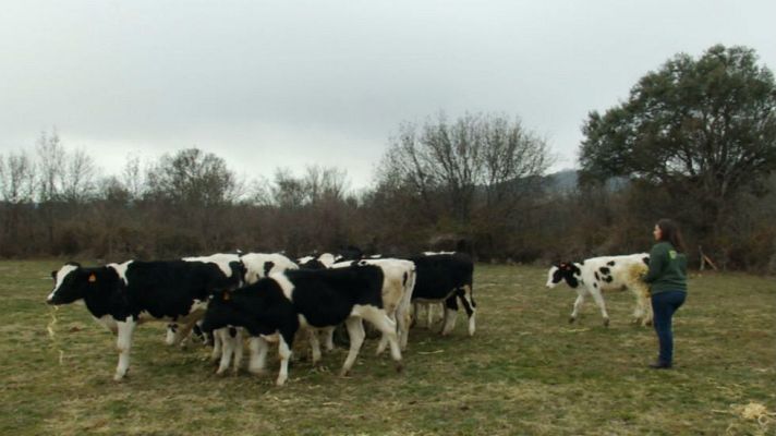 Aquí la Tierra - Tengo una vaca lechera...