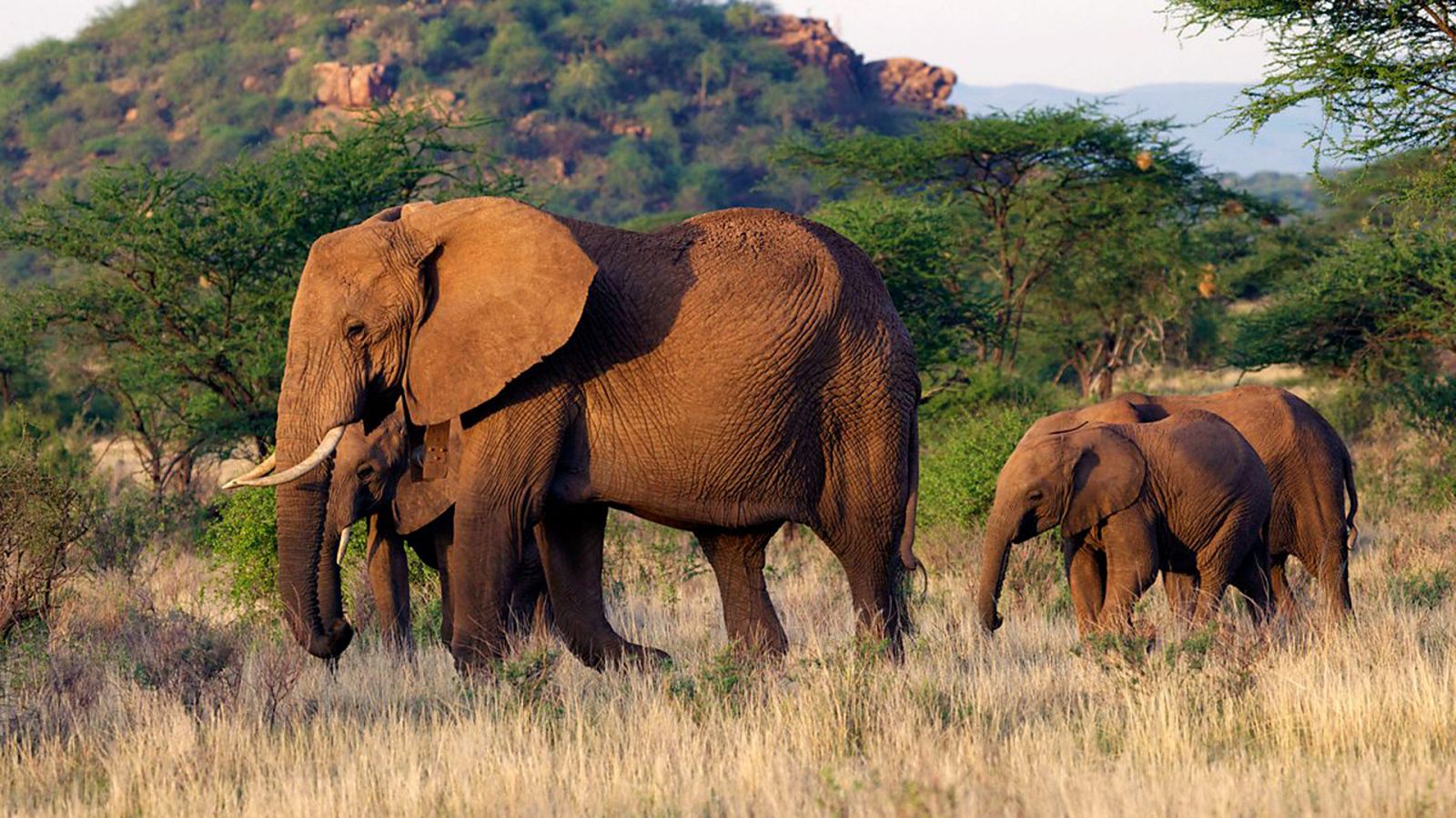 Otros documentales - Esta vida salvaje, capítulo 8 - ver ahora