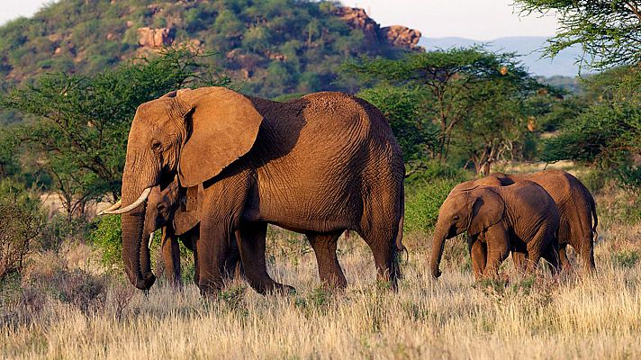 Otros documentales - Esta vida salvaje, capítulo 8