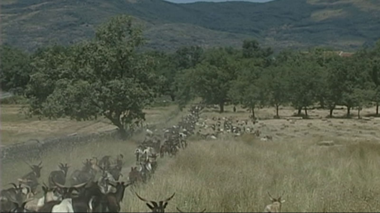 Espacios naturales "Huellas Trashumantes" - Cabreros trashumantes extremeños. Sierra de La Vera - ver ahora