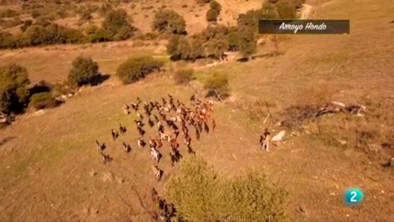 Roberto aprende a manejar las cabras con la honda