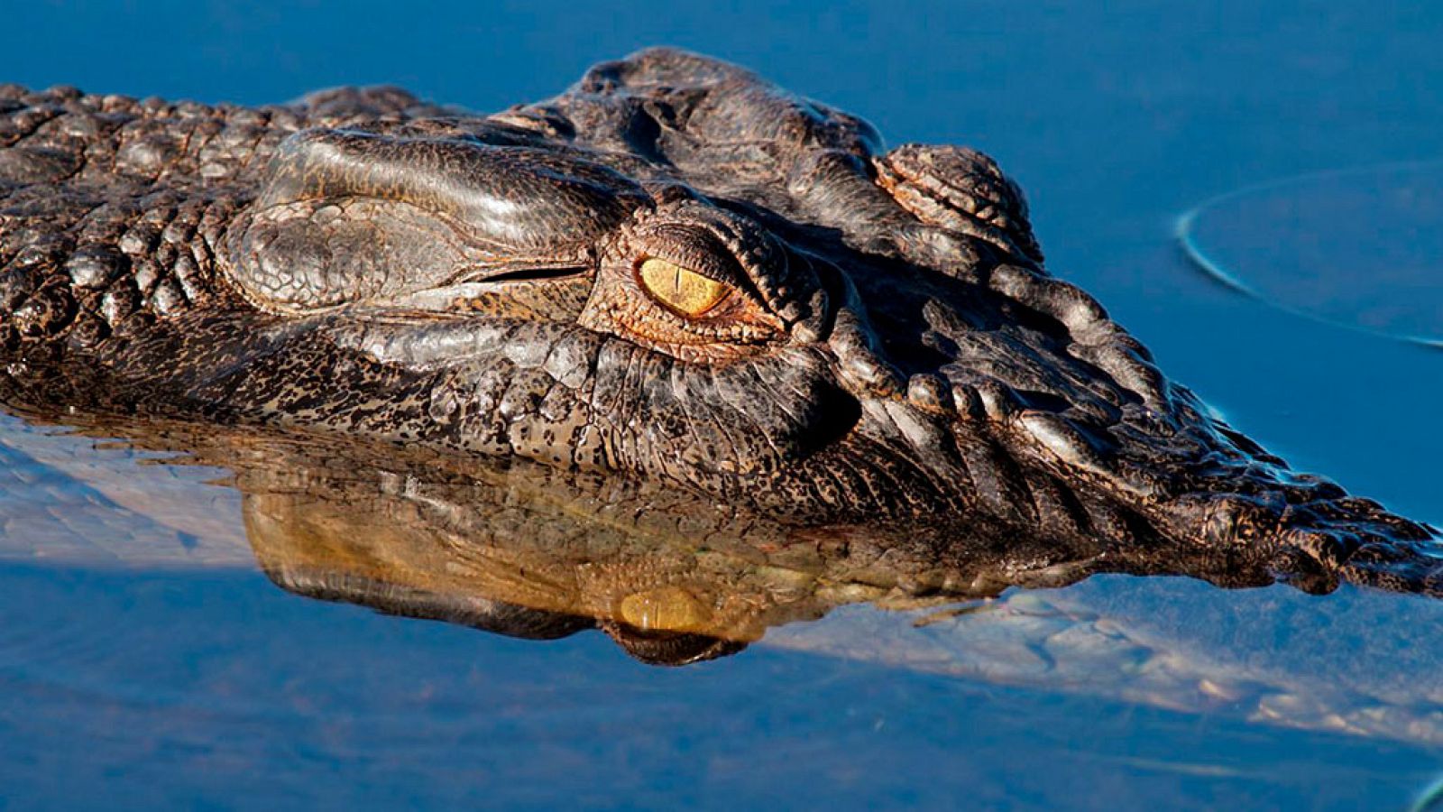 Grandes documentales - Tecnología animal: Cocodrilos 