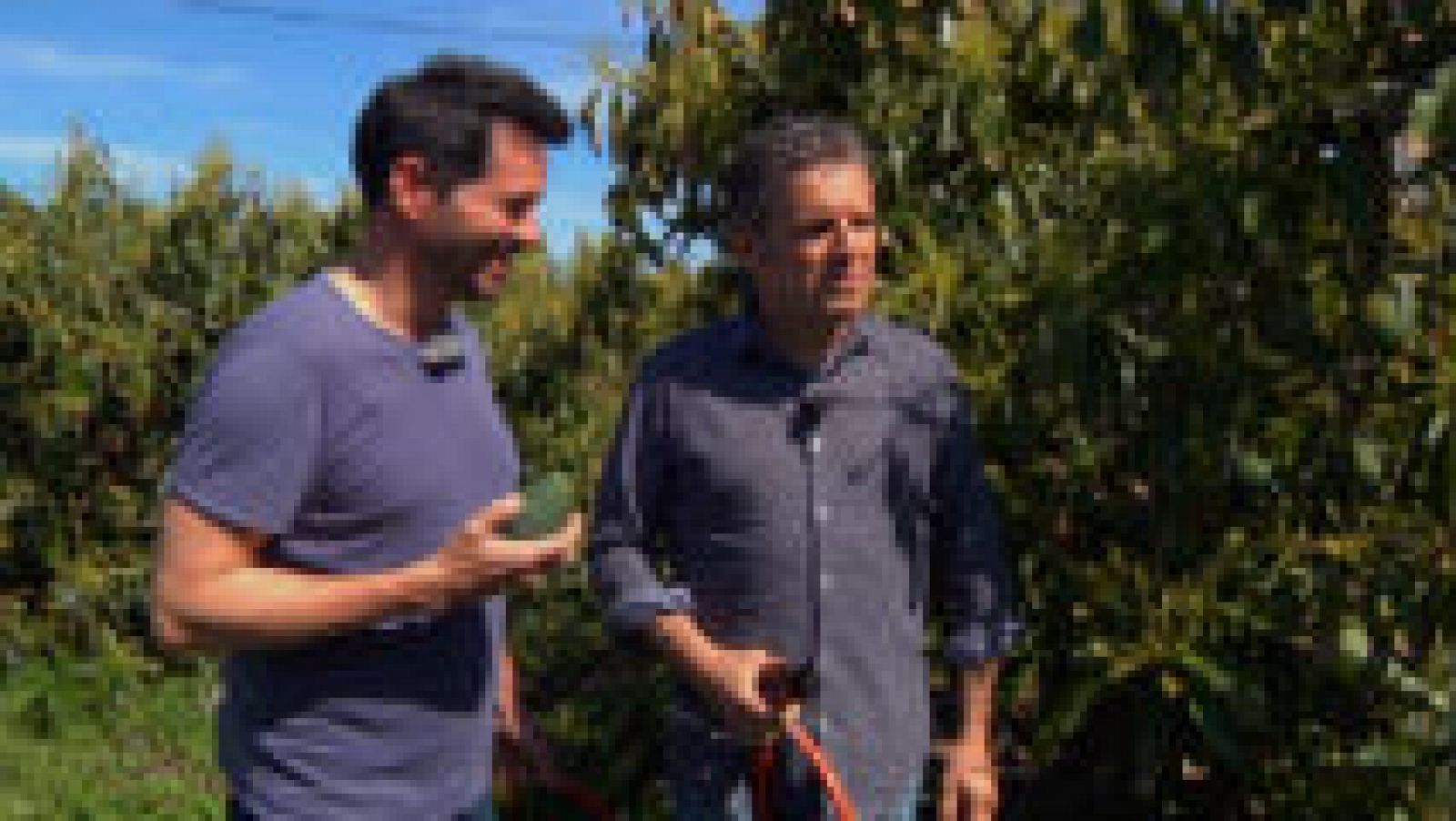 Al rico aguacate canario