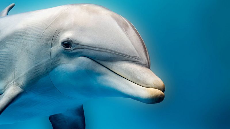 Grandes documentales - Tecnología animal: Delfines - ver ahora