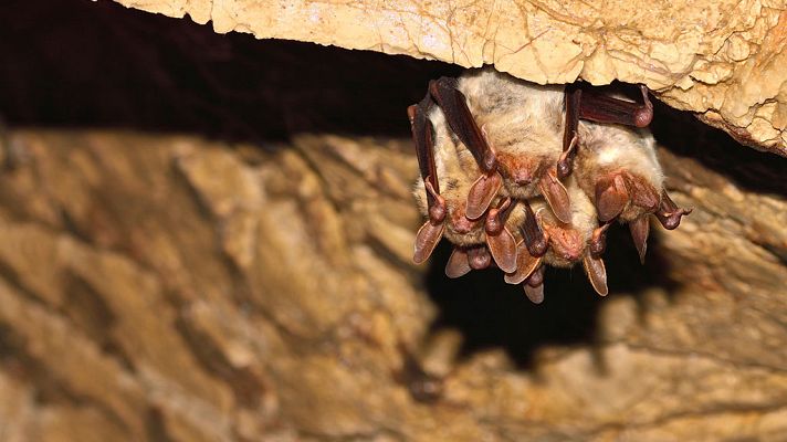 Grandes documentales - Tecnología animal: Murciélagos