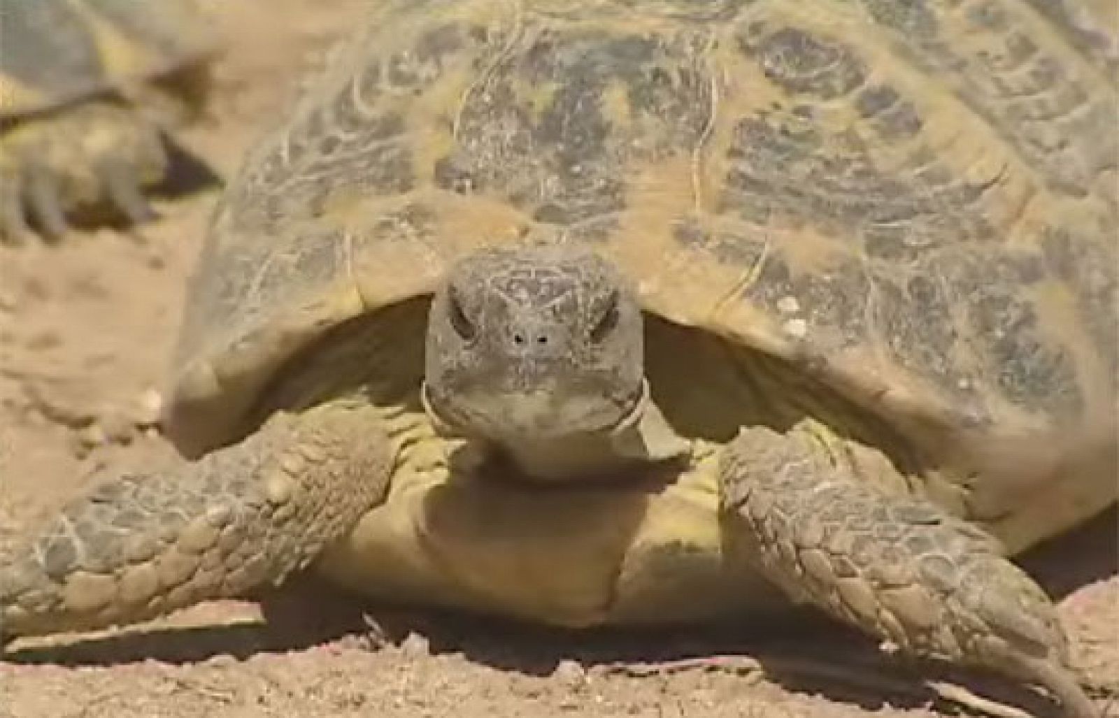 En un pueblo de Tarragona surge una iniciativa para salvar a la tortuga mediterránea