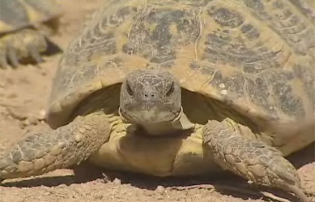 Ciencia y tecnología en Rtve.es - Salvar a la tortuga mediterránea