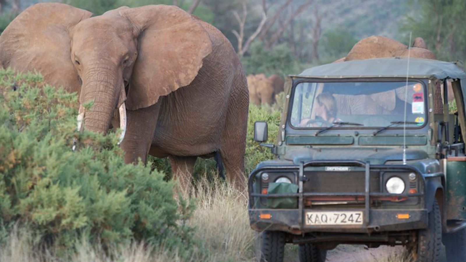 Otros documentales - Esta vida salvaje, capítulo 11 - ver ahora