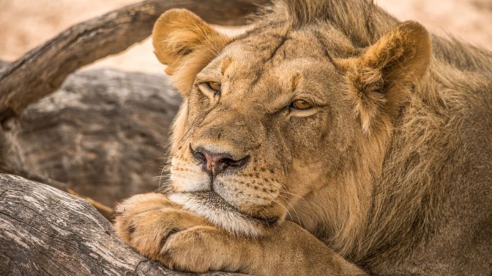 Grandes documentales - Sudáfrica: Asesinos de kalahari