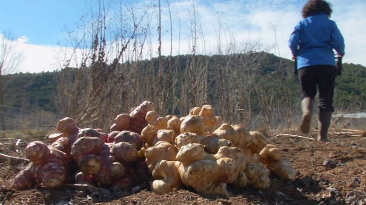 Aquí la Tierra - El tubérculo de los mil nombres