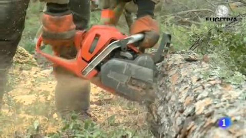 Vacas contra los incendios