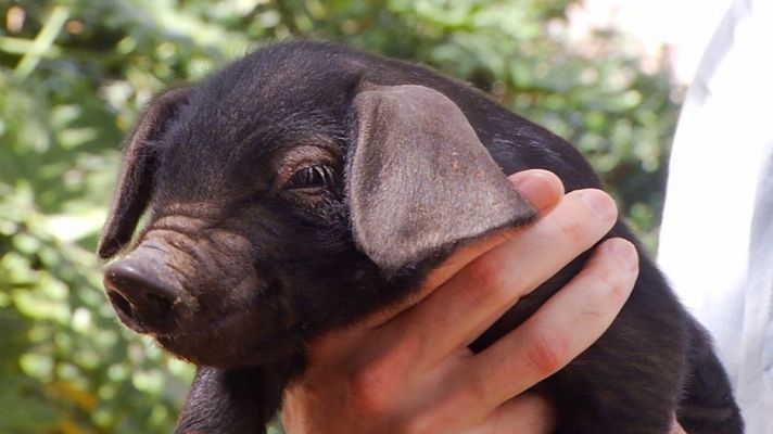 Aquí la Tierra - Aquí la Tierra - 12/04/18