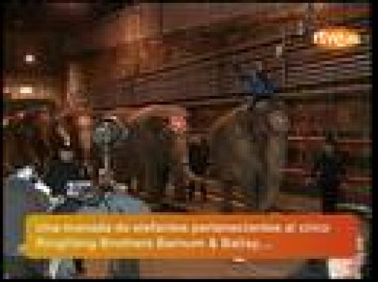  - Marcha de elefantes por Nueva York