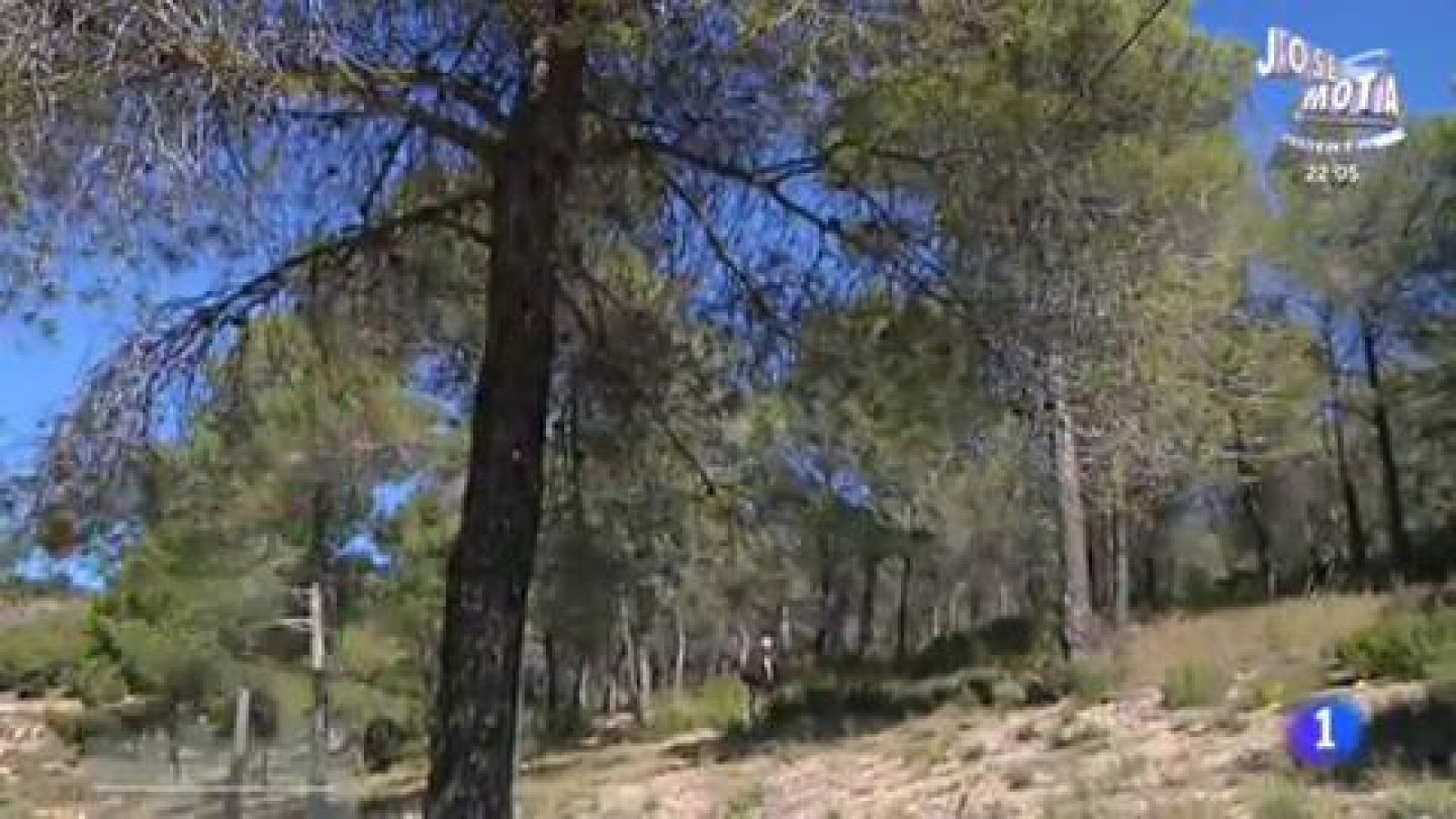 El olor y el sabor de la pebrella