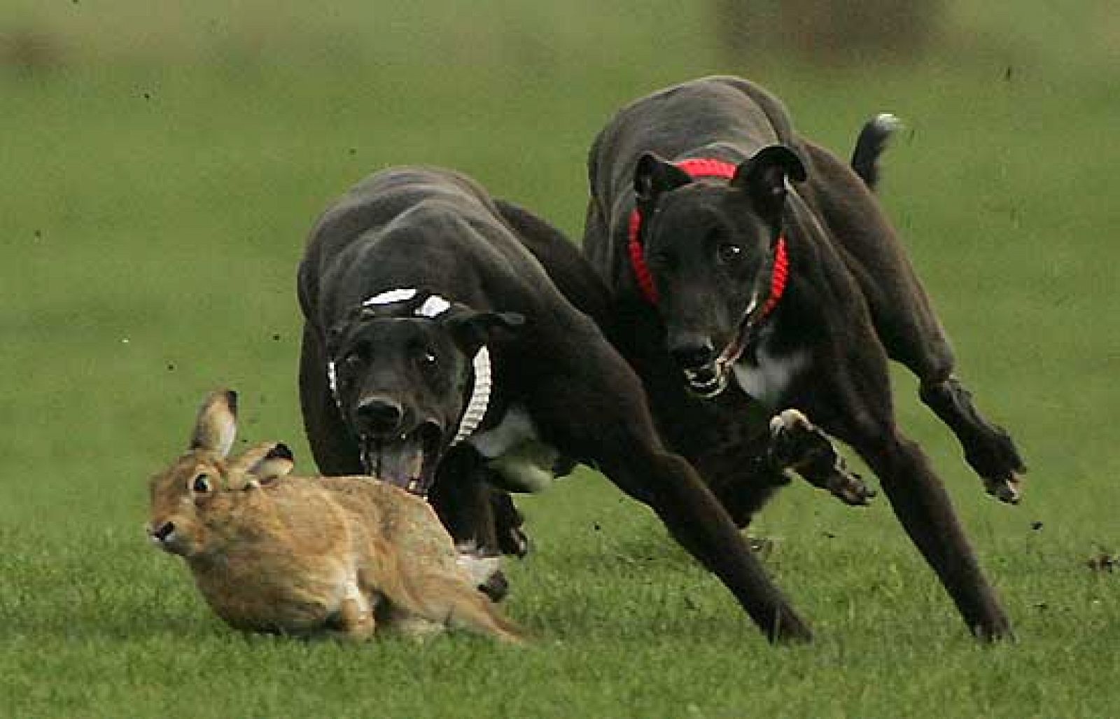 Thyssen encabeza entrega de firmas para la protección de los galgos - Ciencia y tecnología en Rtve.es | Ver