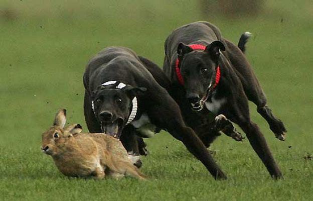 Ciencia y tecnología en Rtve.es - Thyssen protege a los galgos
