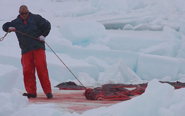 Matanza de focas en Canadá