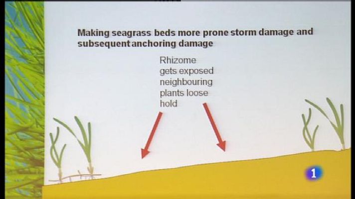 Informatiu Balear - Mesures per protegir la posidònia