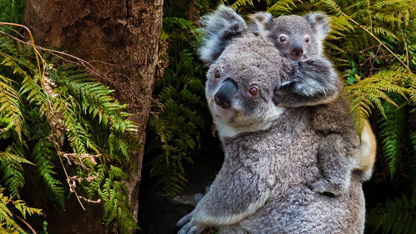 Grandes documentales - Los koalas, una vida lenta en un mundo acelerado - RTVE.es