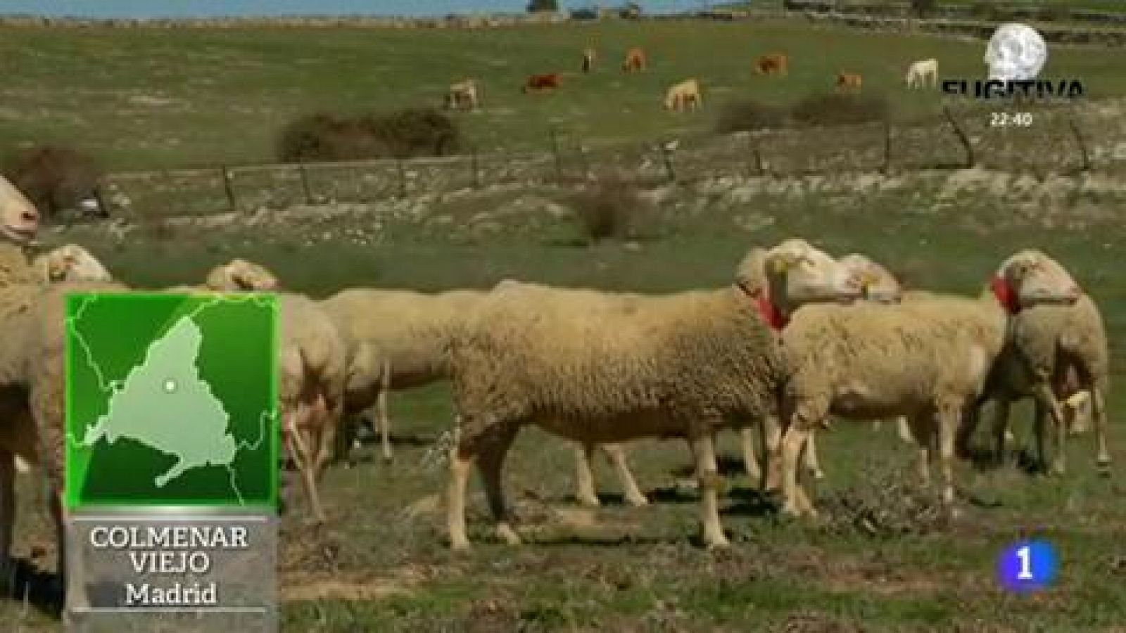 Quesos de oveja en Madrid