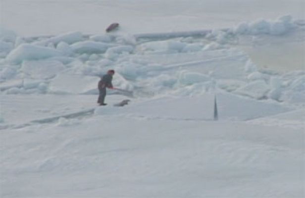 Ciencia y tecnología en Rtve.es - Matanza de focas en Canadá
