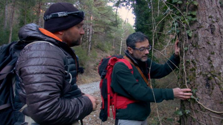 Aquí la Tierra - Las plantas silvestres del Pirineo