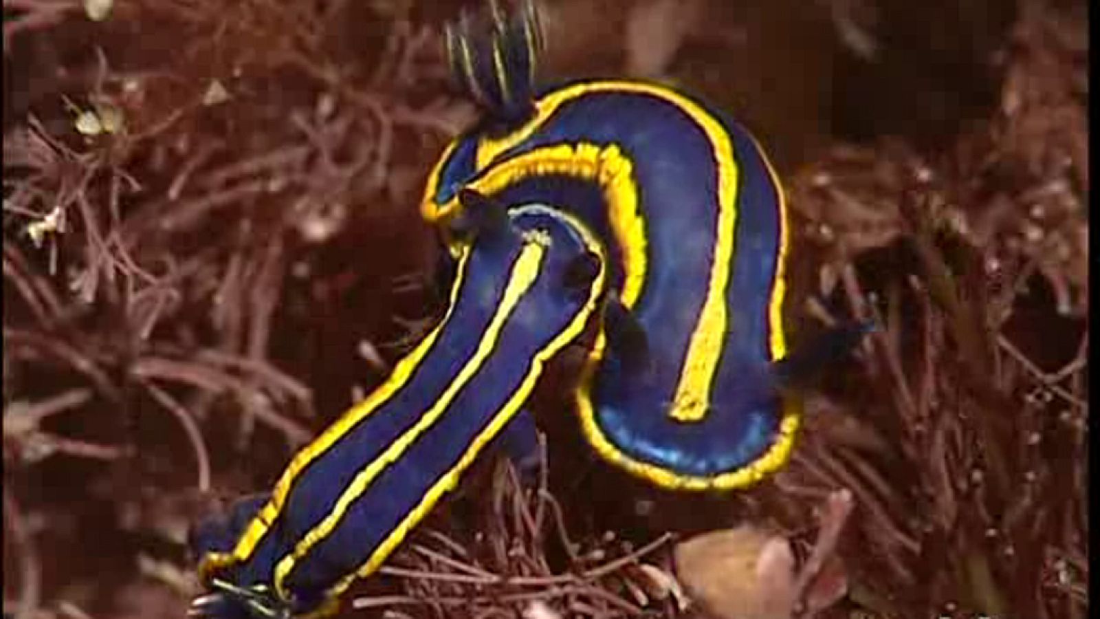 La España sumergida - Hondarribia - Ver ahora