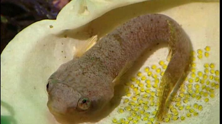 La España sumergida - Islas Cíes